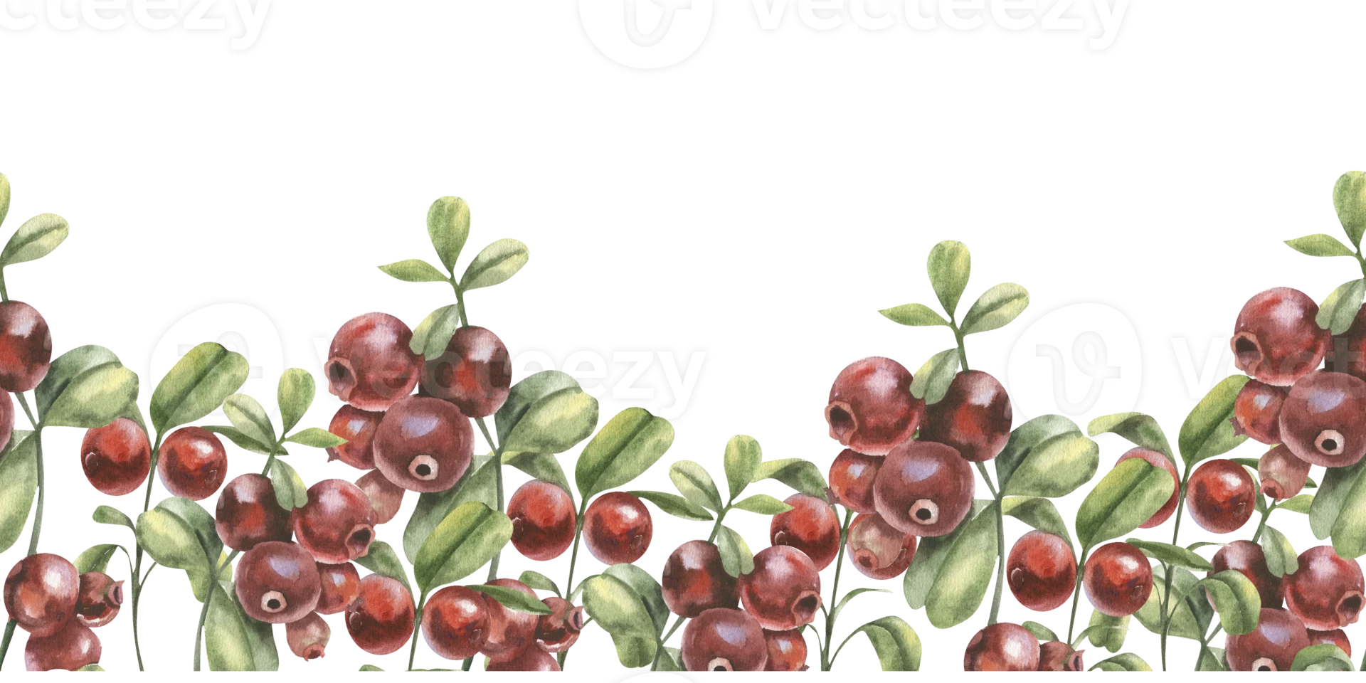 Cranberry